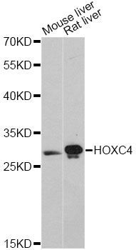 Western blot - HOXC4 antibody (144-60500)