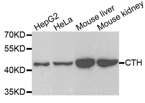 Western blot - CTH antibody (144-06121)
