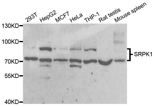 Western blot - SRPK1 antibody (144-05854)