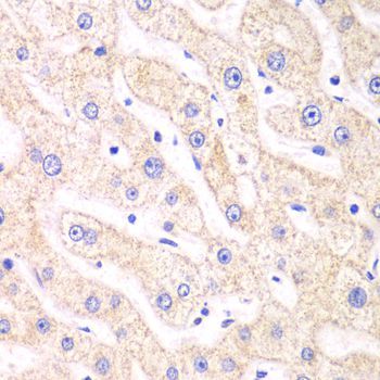 Immunohistochemistry - PSMF1 antibody (144-05554)