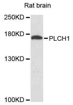 Western blot - PLCH1 antibody (144-012903)