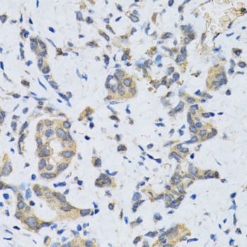 Immunohistochemistry - SLC2A13 Polyclonal Antibody (144-09993)