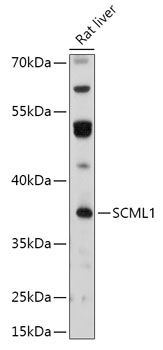 Western blot