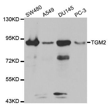 Western blot - TGM2 Polyclonal Antibody (144-00981)