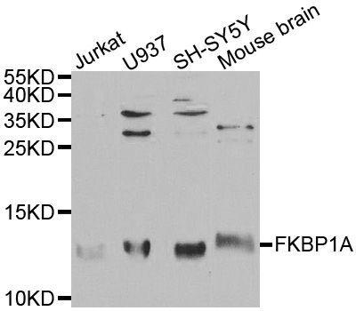 Western blot - FKBP1A antibody (144-01763)