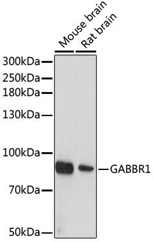 Western blot