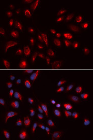 Immunofluorescence - CHRM5 antibody (144-05367)