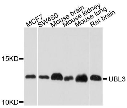 Western blot - UBL3 Polyclonal Antibody (144-04028)