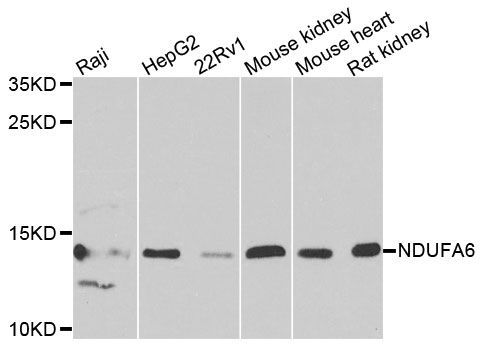 Western blot - NDUFA6 antibody (144-09831)