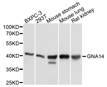 Western blot - GNA14 Polyclonal Antibody (144-10405)