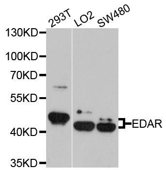 Western blot - EDAR antibody (144-04461)