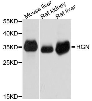 Western blot - RGN antibody (144-03350)