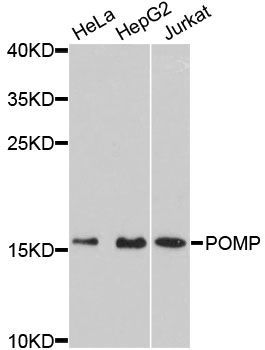 Western blot - POMP antibody (144-09067)