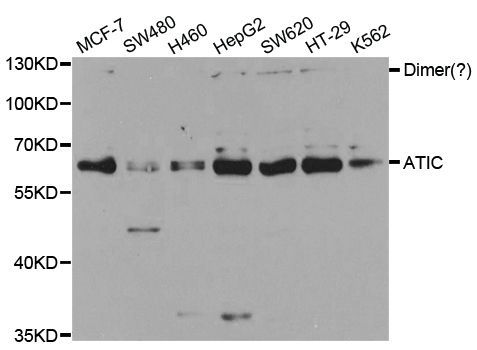 Western blot - ATIC Polyclonal Antibody (144-05559)