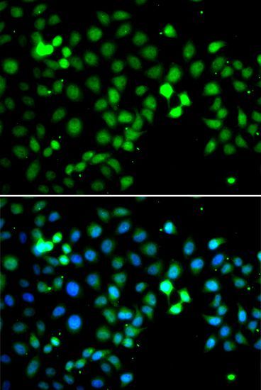 Immunofluorescence - MTF2 antibody (144-07077)
