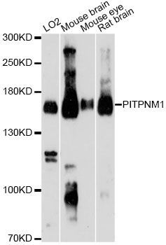 Western blot - PITPNM1 Antibody (144-60167)