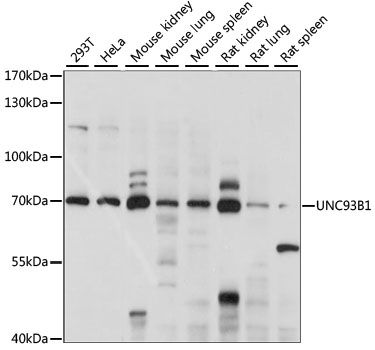 Western blot - UNC93B1 antibody (144-60959)