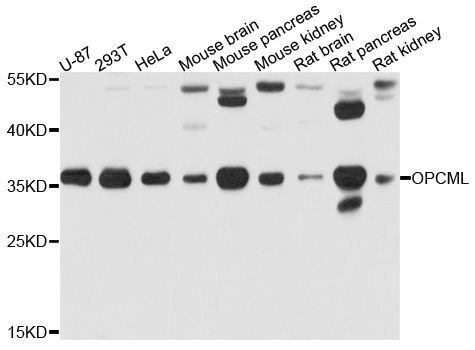 Western blot - OPCML antibody (144-02778)