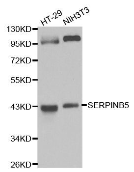 Western blot - SERPINB5 antibody (144-01179)