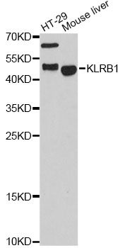 Western blot - KLRB1 Polyclonal Antibody (144-61444)