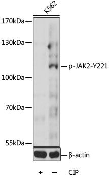 Western blot