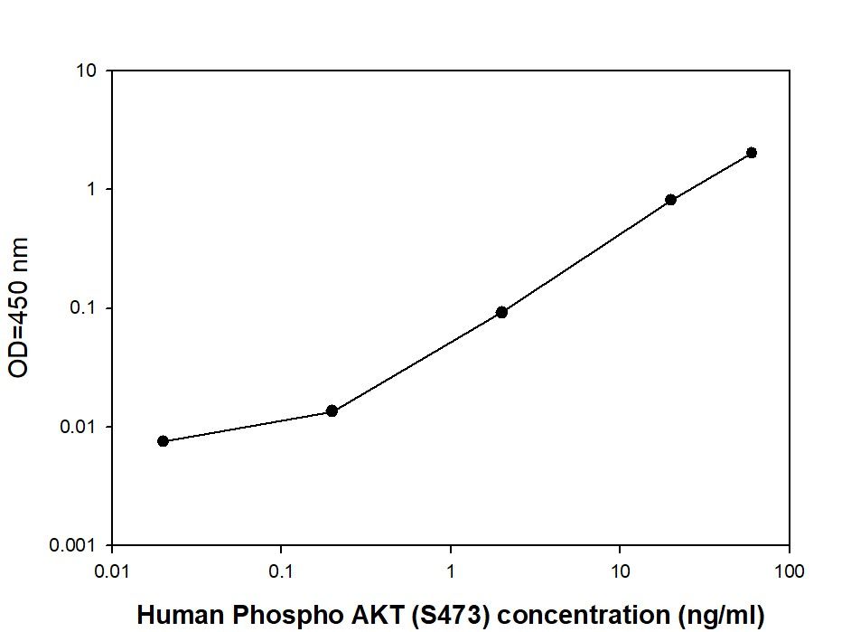 AKT (S473) - Positive Control