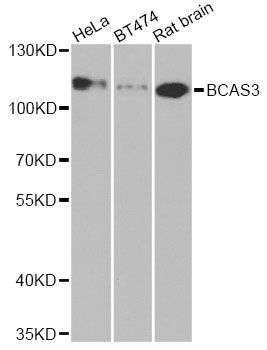 Western blot - BCAS3 Polyclonal Antibody (144-07274)