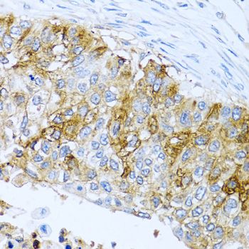 Immunohistochemistry - IFIT3 antibody (144-03924)