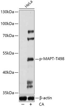 Western blot