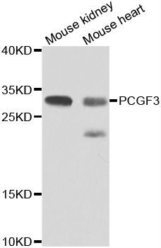 Western blot - PCGF3 antibody (144-07459)