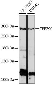 Western blot
