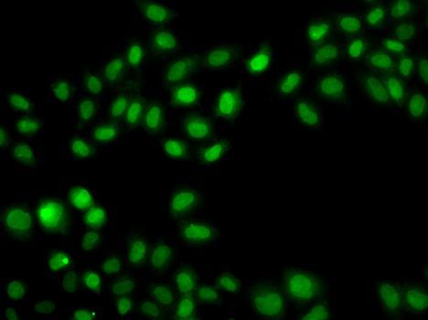 Immunofluorescence - SULT2B1 antibody (144-07736)