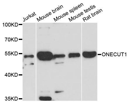 Western blot - ONECUT1 antibody (144-12774)