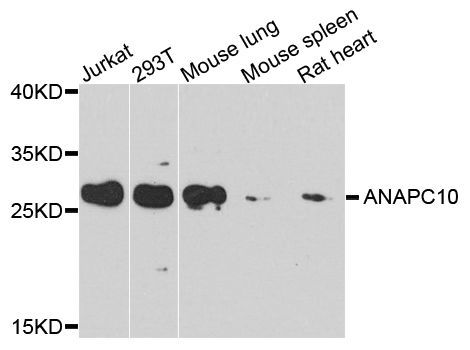 Western blot - ANAPC10 antibody (144-08330)