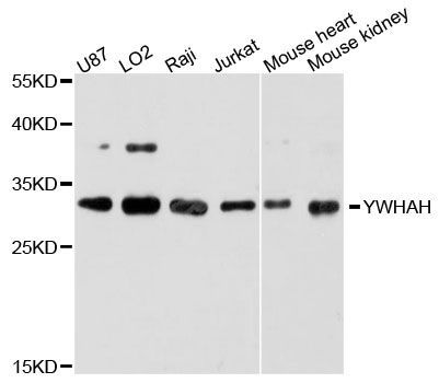 Western blot - YWHAH antibody (144-61464)