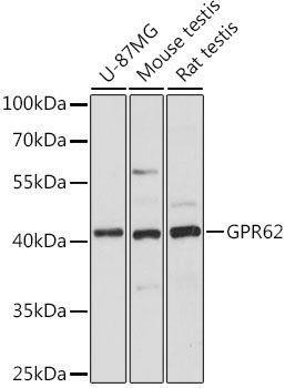 Western blot