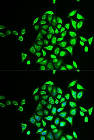 Immunofluorescence - NAPG antibody (144-06432)