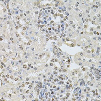 Immunohistochemistry - DR1 Polyclonal Antibody (144-06903)