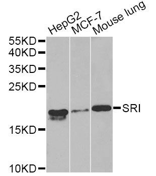 Western blot - SRI Antibody (144-06751)