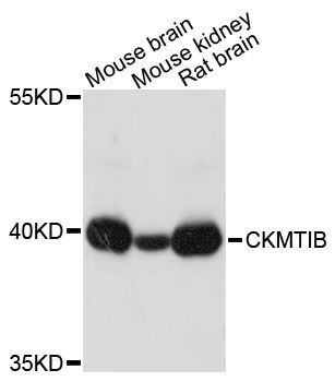 Western blot - CKMT1B antibody (144-03046)