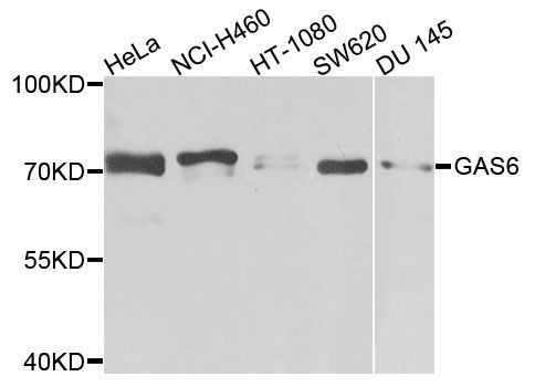 Western blot - GAS6 antibody (144-08545)