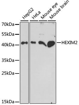Western blot - HEXIM2 antibody (144-61114)