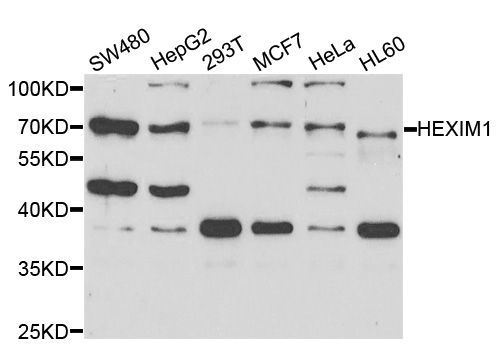 Western blot - HEXIM1 antibody (144-05775)
