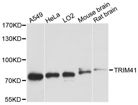 Western blot - TRIM41 antibody (144-03538)