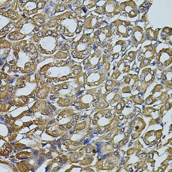Immunohistochemistry - EIF1AY antibody (144-04270)