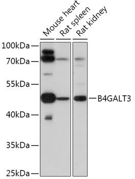 Western blot