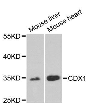 Western blot - CDX1 antibody (144-05712)
