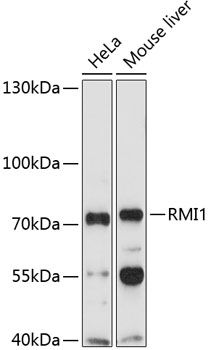 Western blot