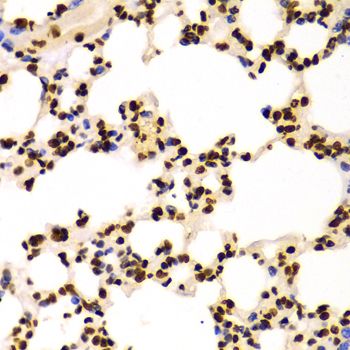 Immunohistochemistry - DiMethyl-Histone H3-K4 pAb (144-61340)