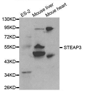 Western blot - STEAP3 Polyclonal Antibody (144-00683)